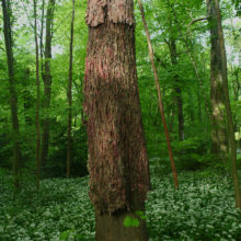 Luc Vandervelde Lux - More trees, Less assholes   
